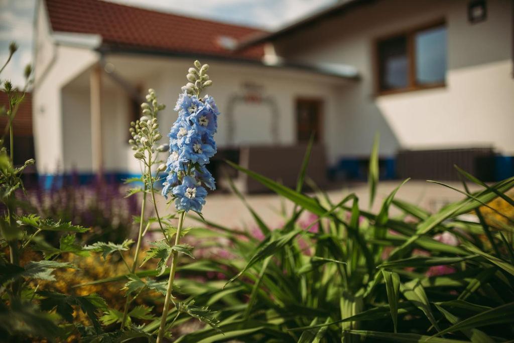 Apartman U Draba: Ubytovani Na Slovacku V Miloticich U Kyjova Milotice Bagian luar foto